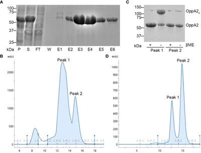 Unguarded liabilities: Borrelia burgdorferi’s complex amino acid dependence exposes unique avenues of inhibition